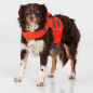 Preview: Stanley, 11kg, trägt Grösse S der 'NRS CFD Dog Life Jacket'